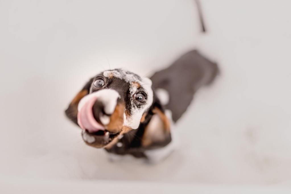 A dachshund licking his lips in the bath