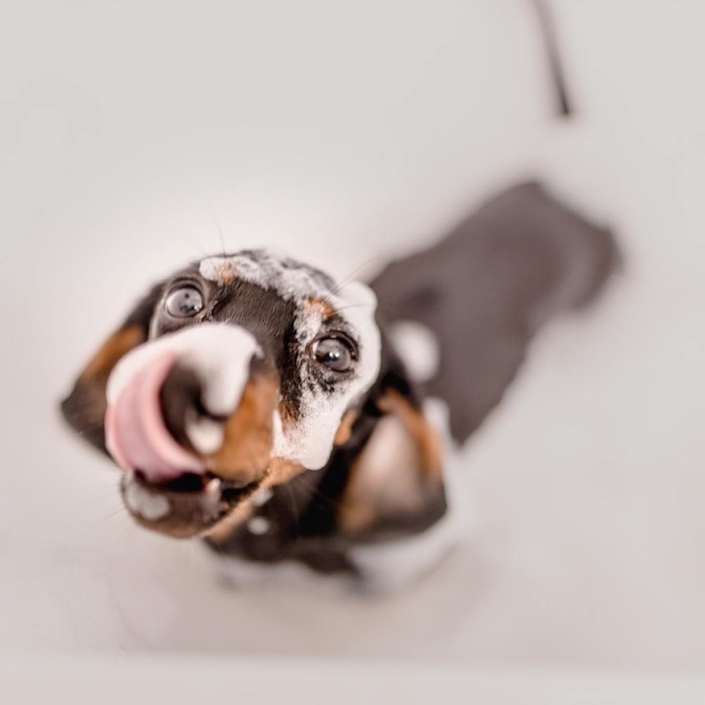 A dachshund licking his lips in the bath
