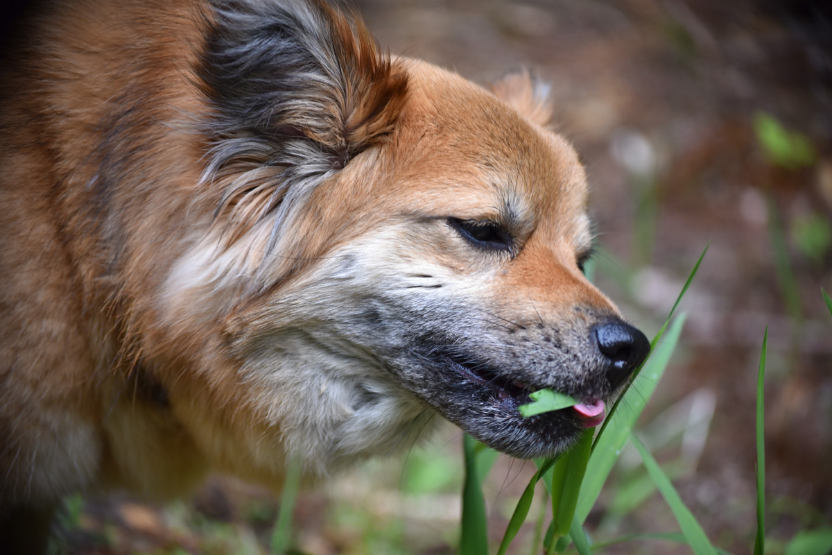 Dog eating grass.