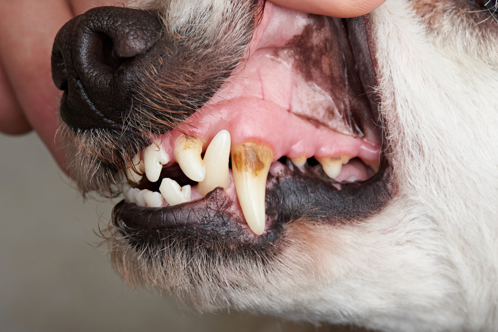 A dog having his teeth and gums checked.