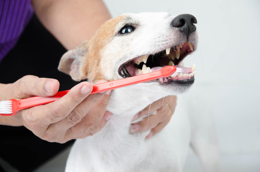 A tan and white dog having his teeth brushed with a red toothbrush.