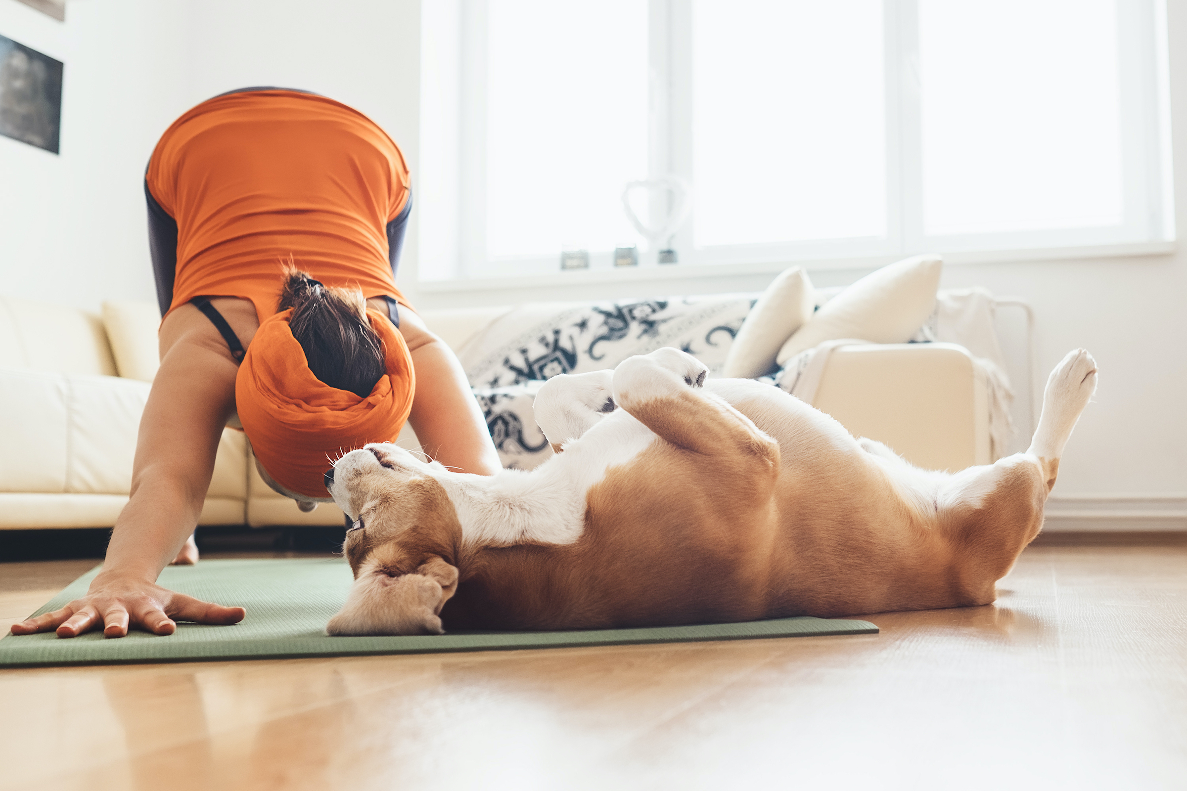 a dog lies on his back while a woman does a downward dog yoga pose next to him