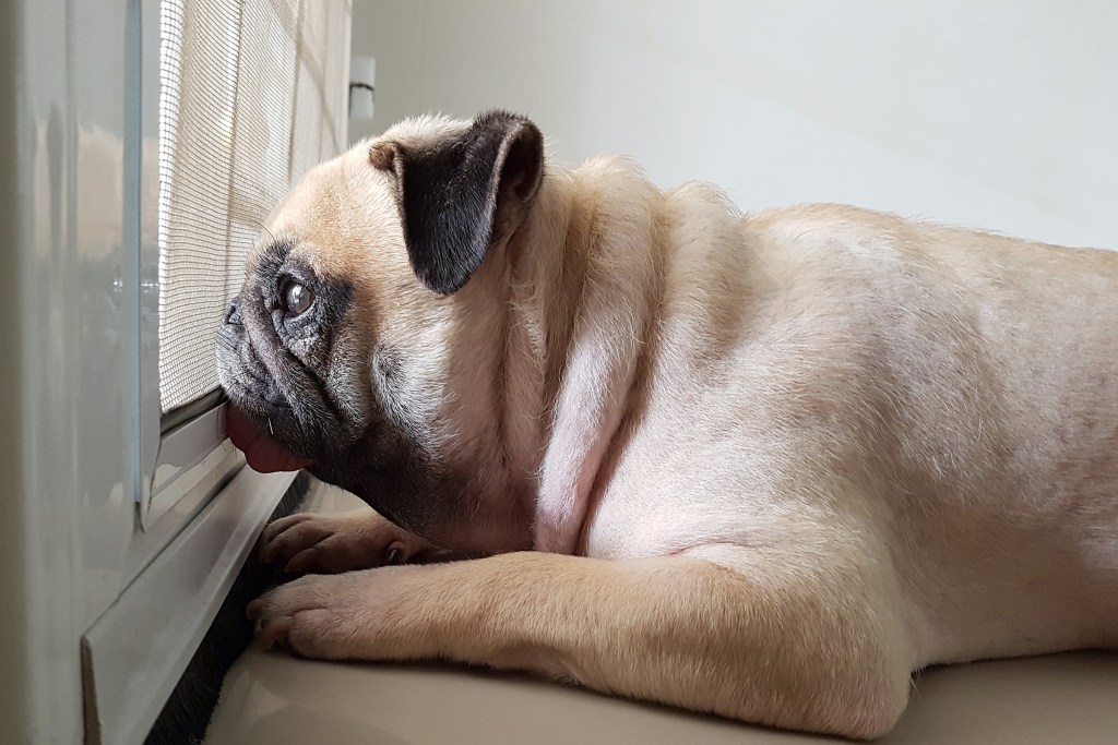 mopsas guli ant žemės ir įdėmiai žiūri pro langą
