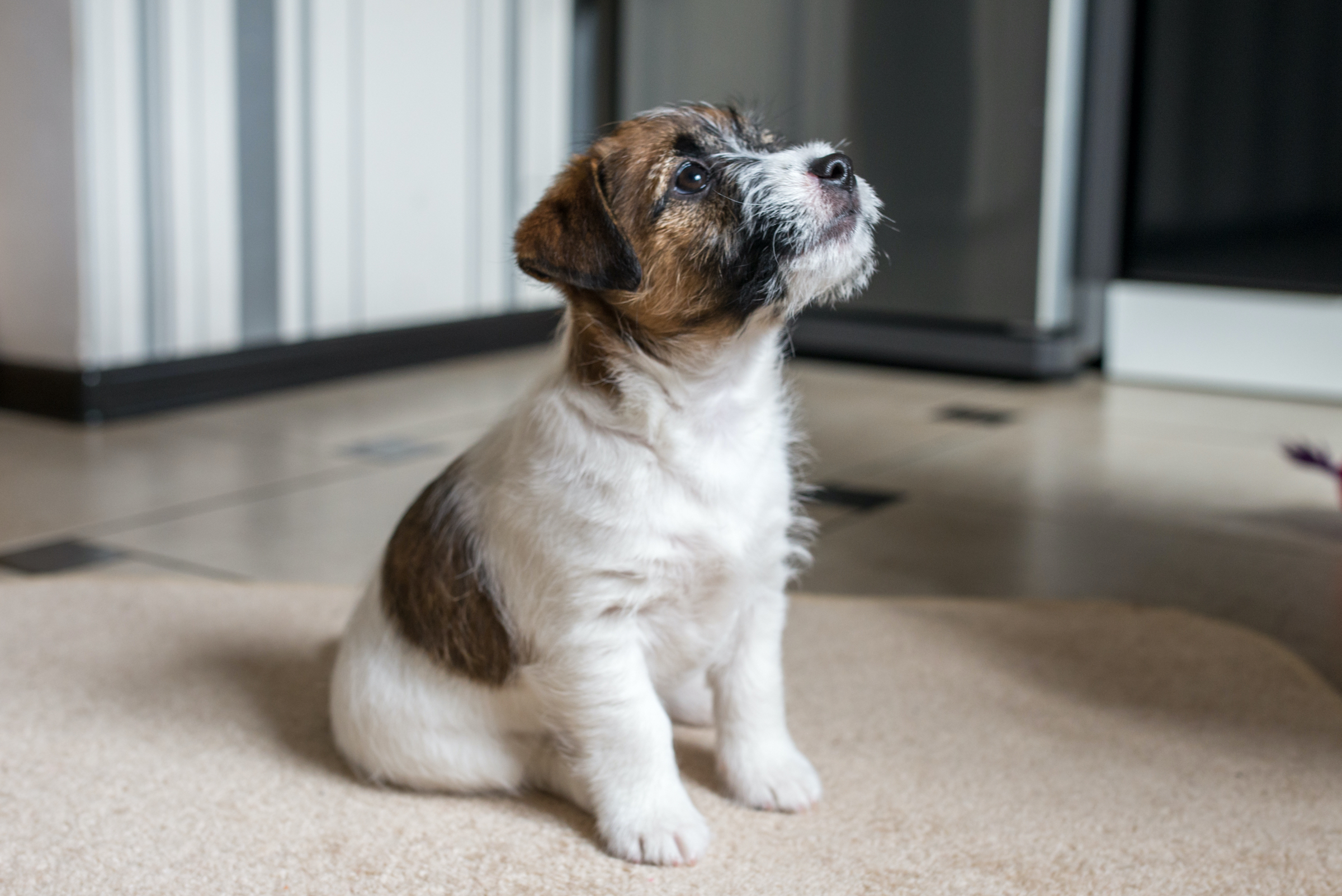a Jack Russell Terrier puppy sits on a carpet