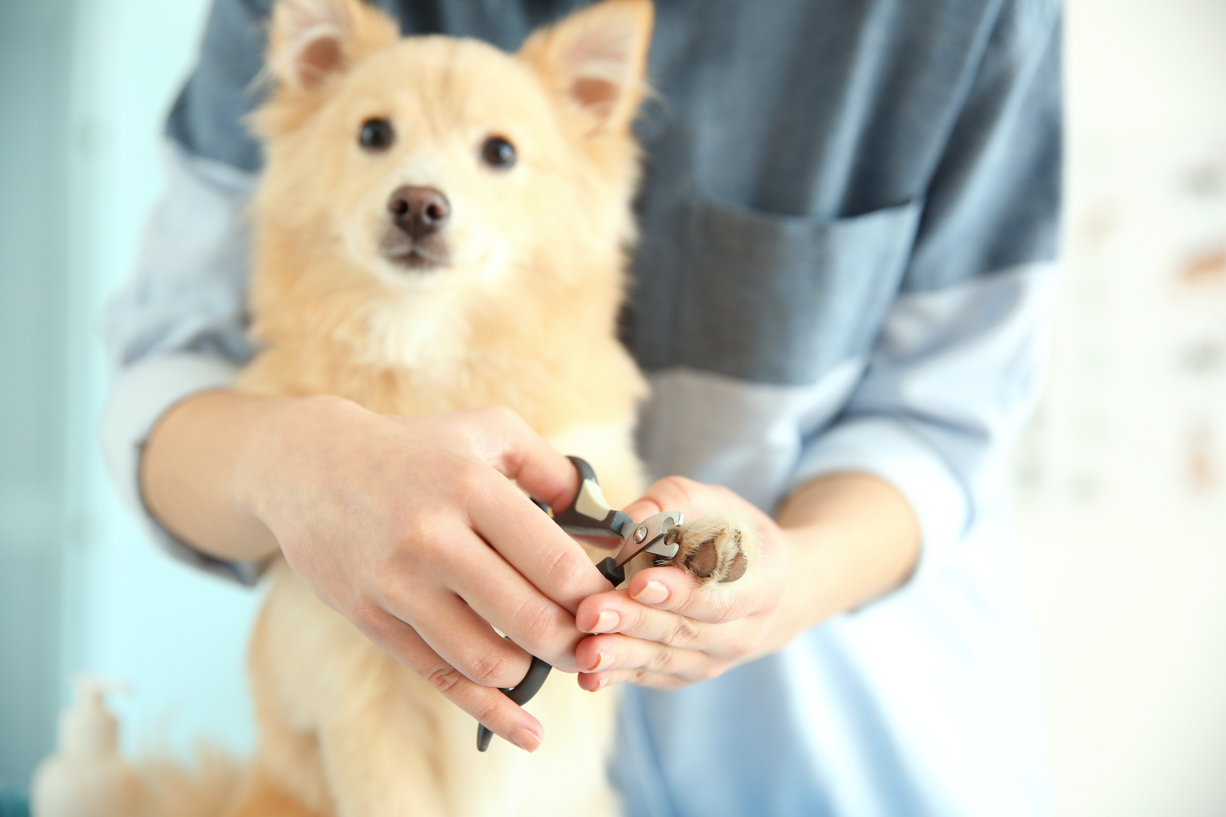 A small brown dog sits and looks at the camera while a person holds their paw and trims their nails