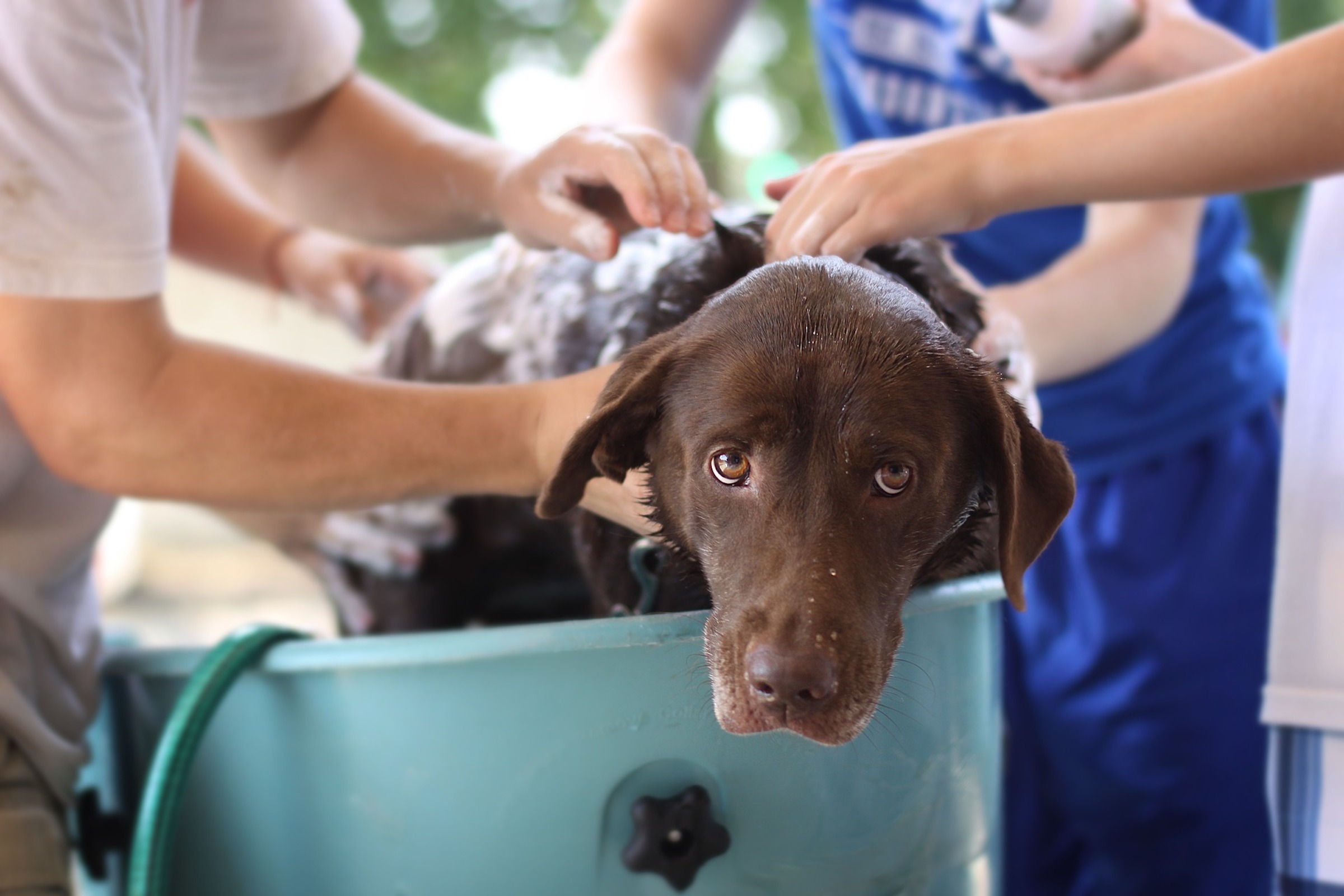 a chocolate labrador retriever stands in a tub and gets a bath