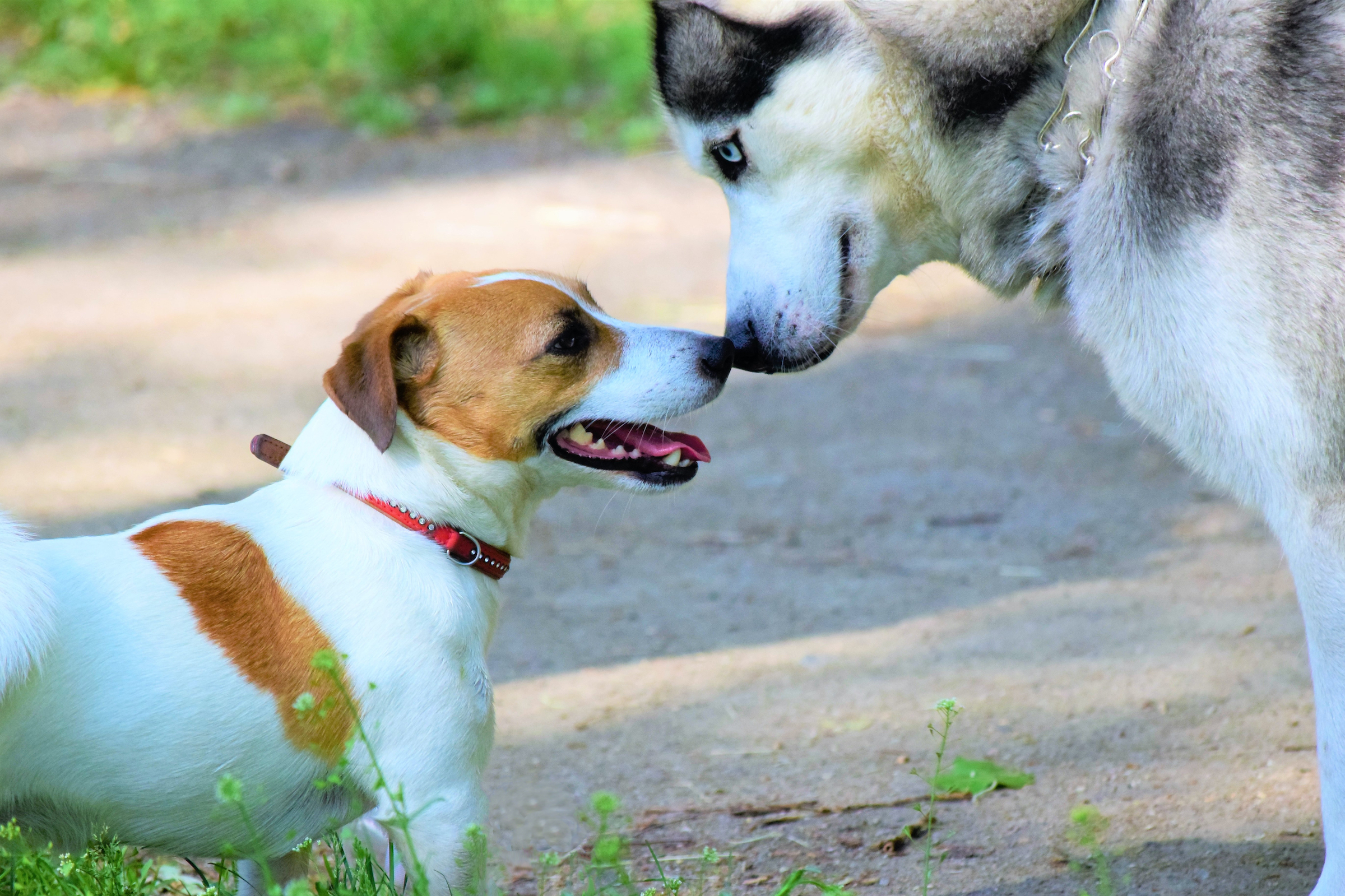 a husky and a jack russell terrier sniff each other