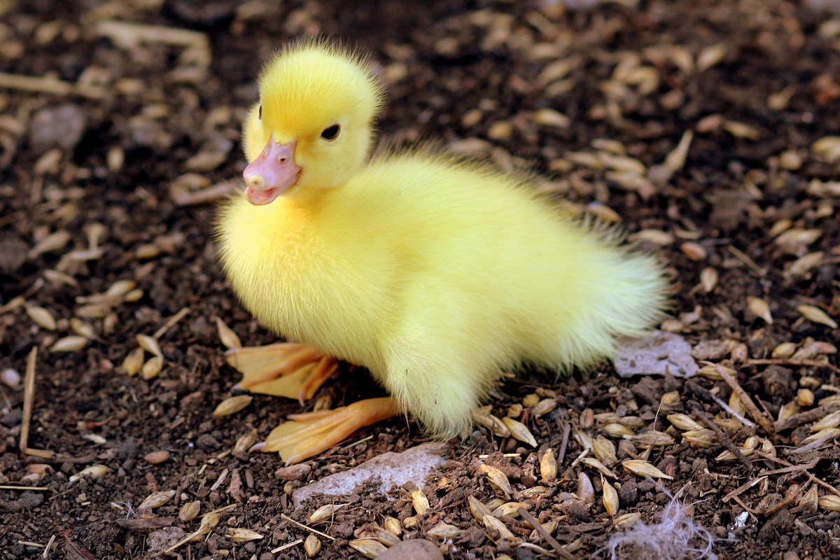 10 True Facts About Ducks - Backyard Poultry