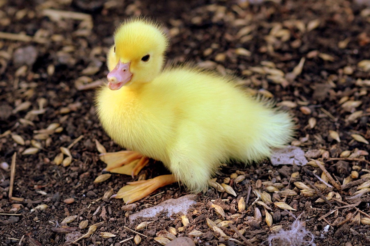 Cute duckling sits in the yard