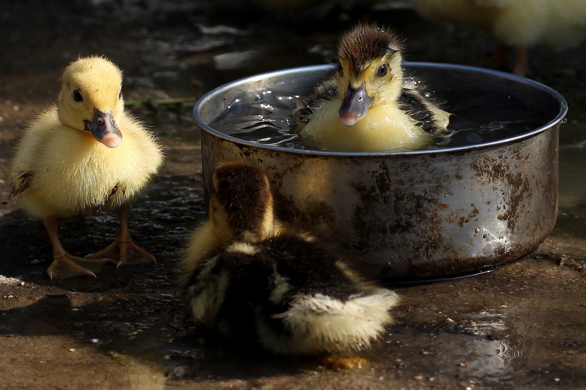 Ducklings splash in a water bath