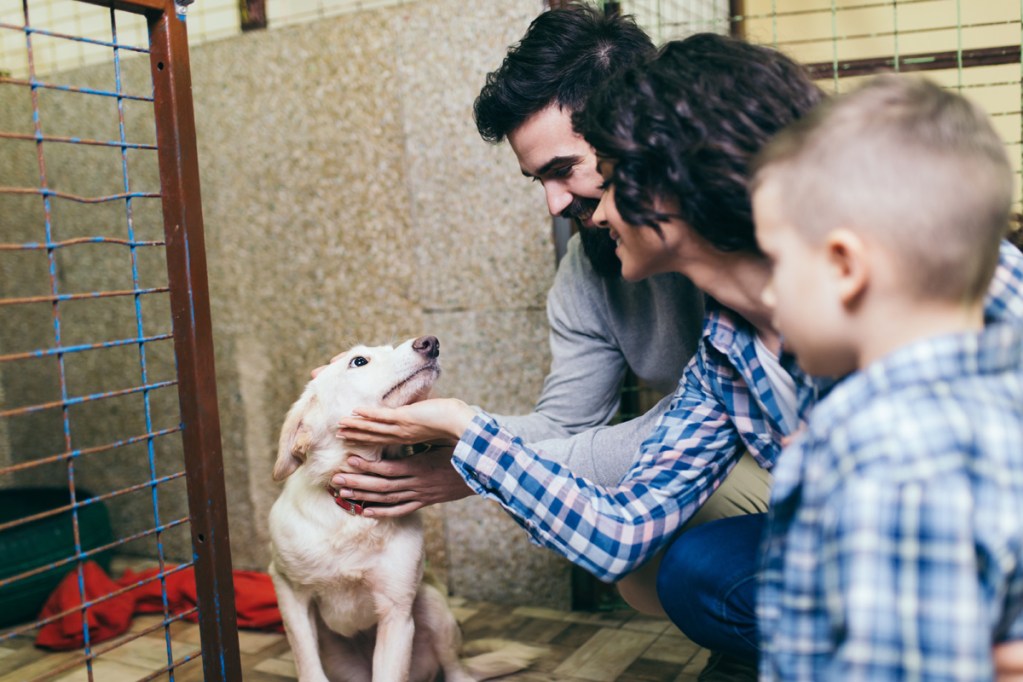 Family meeting dog at shelter