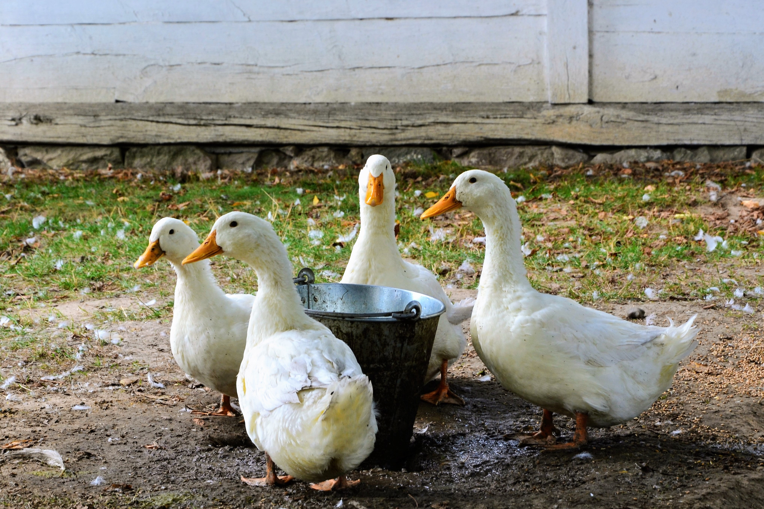 Flock of domestic ducks in a yard