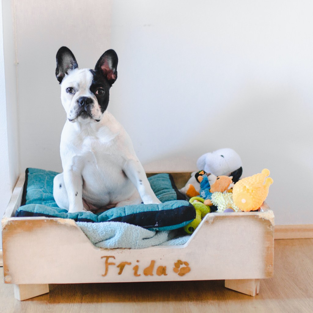 French bulldog in bed