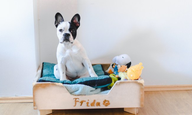 diy dog bed ideas a gray with young french bulldog on it
