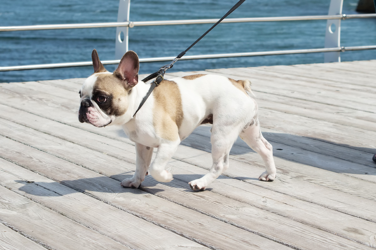 French bulldog walking on leash by water.