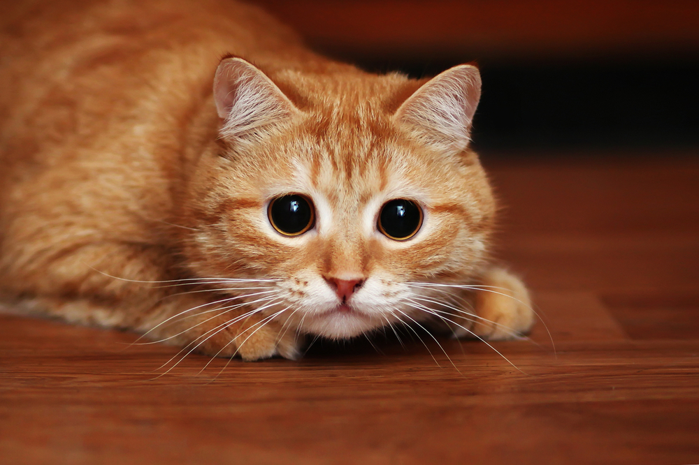 Išsigandusi oranžinė tabby katė, tupi žemai prie žemės.