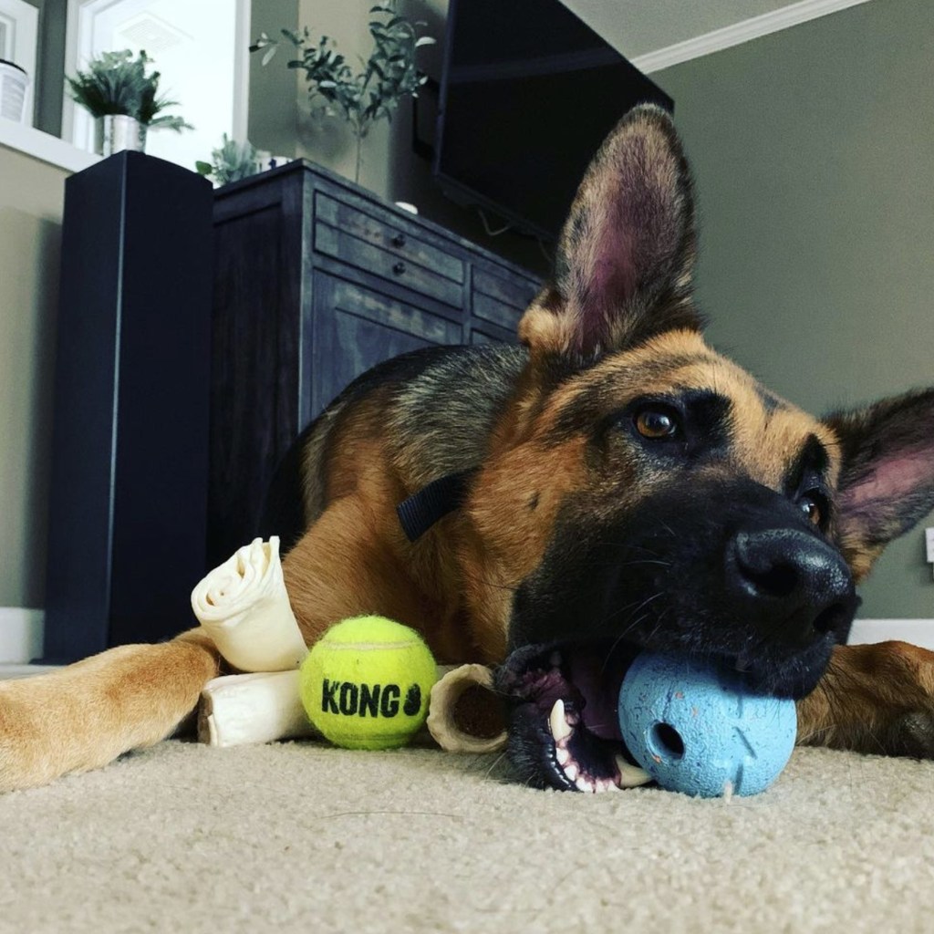 a German Shepherd lies on the floor chewing a ball