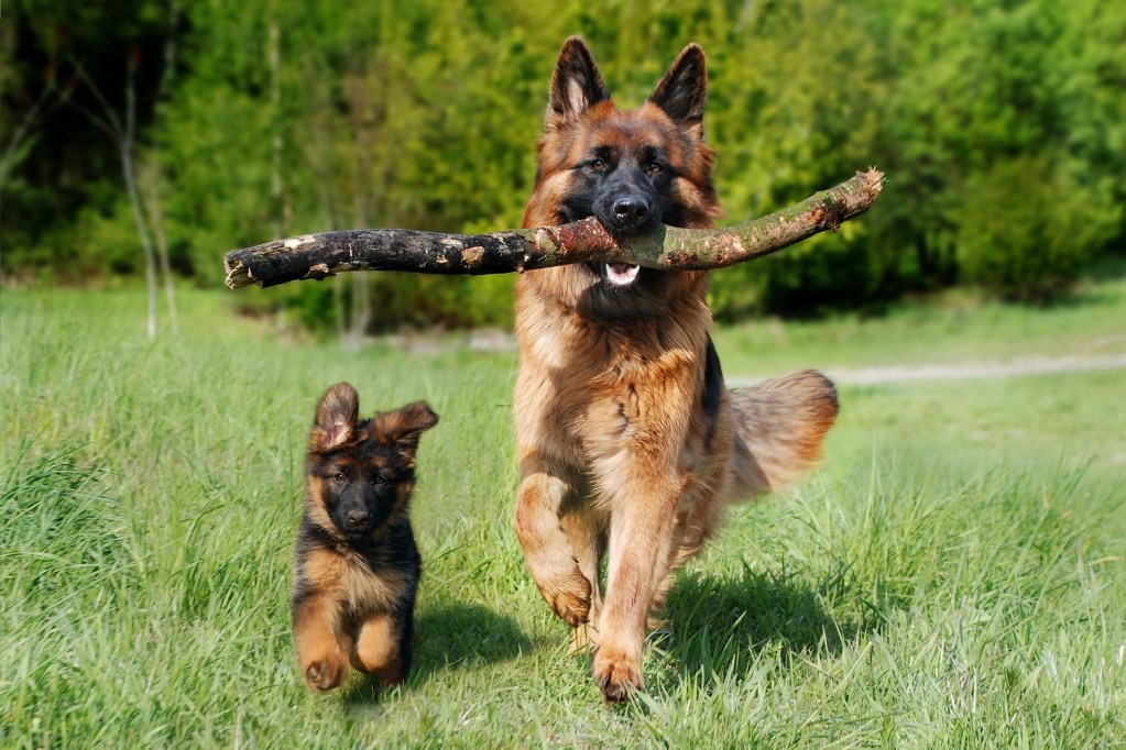 German shepherd puppy stands next to an adult German Shepherd with a stick in their mouth