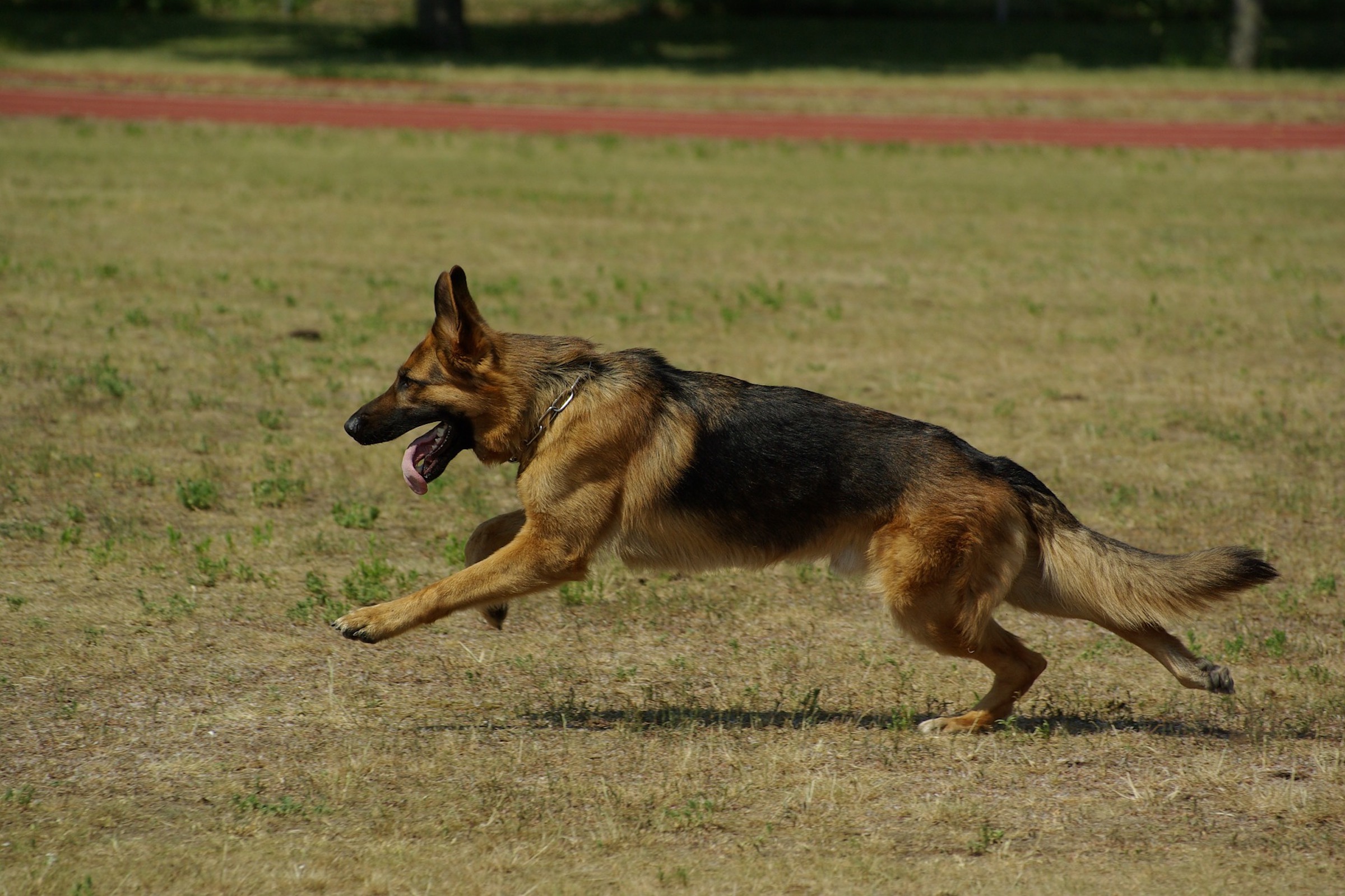 A German shepherd runs through grass