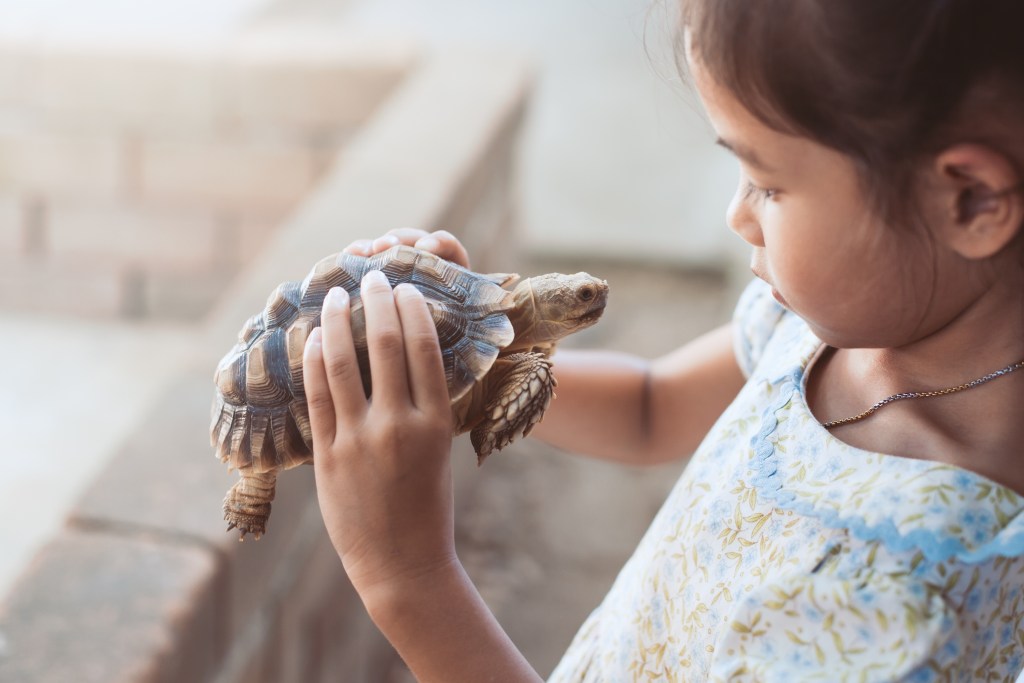 Young girl holds her turtle