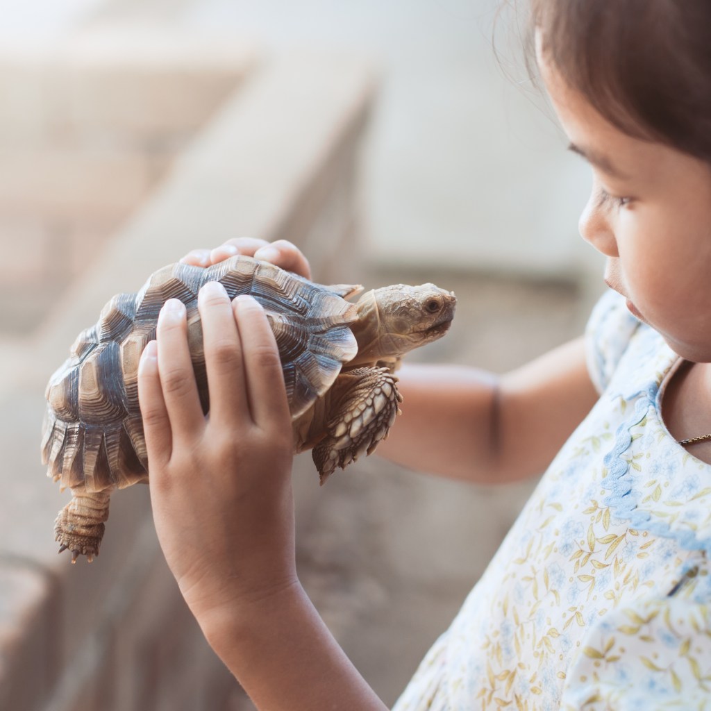 Young girl holds her turtle
