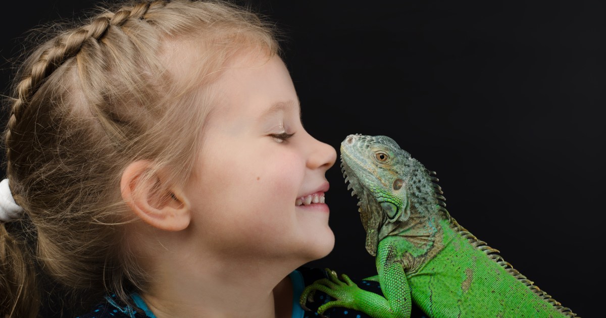Štai žingsniai, kurių reikia laikytis treniruojant iguaną