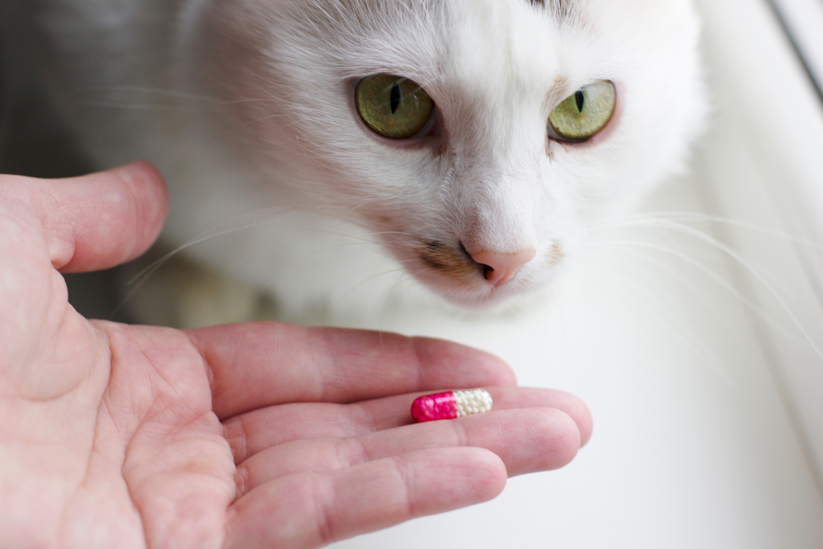 These Tips Can Make It Easier to Give a Cat a Pill PawTracks