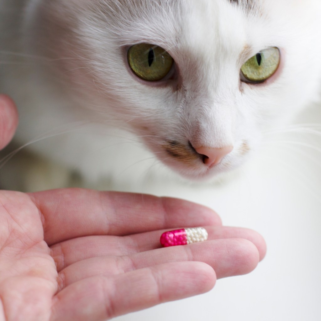 A person holding a pill out in front of a white cat
