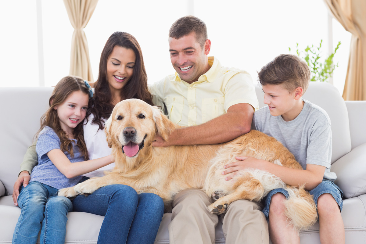Golden retriever hanging out with his family.