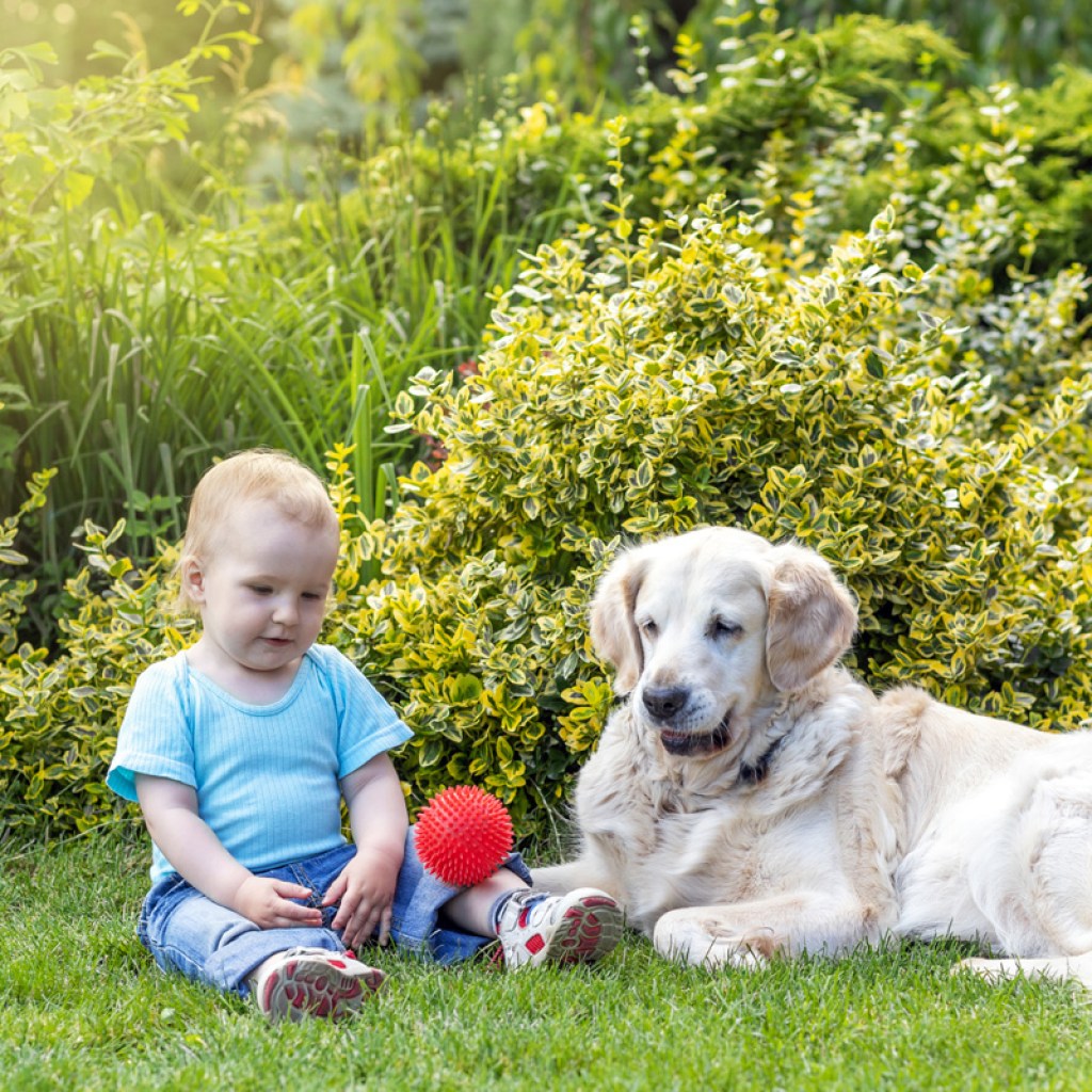 Golden retriever with toddler.