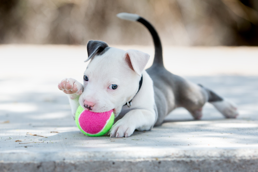 A gray and white Pit Bull puppy playing with a tennis ball.