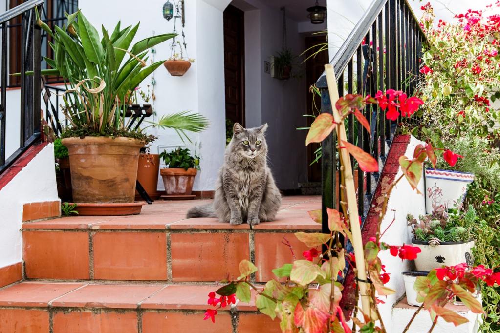 A gray cat sitting outside on a staircase surrounded by plants.