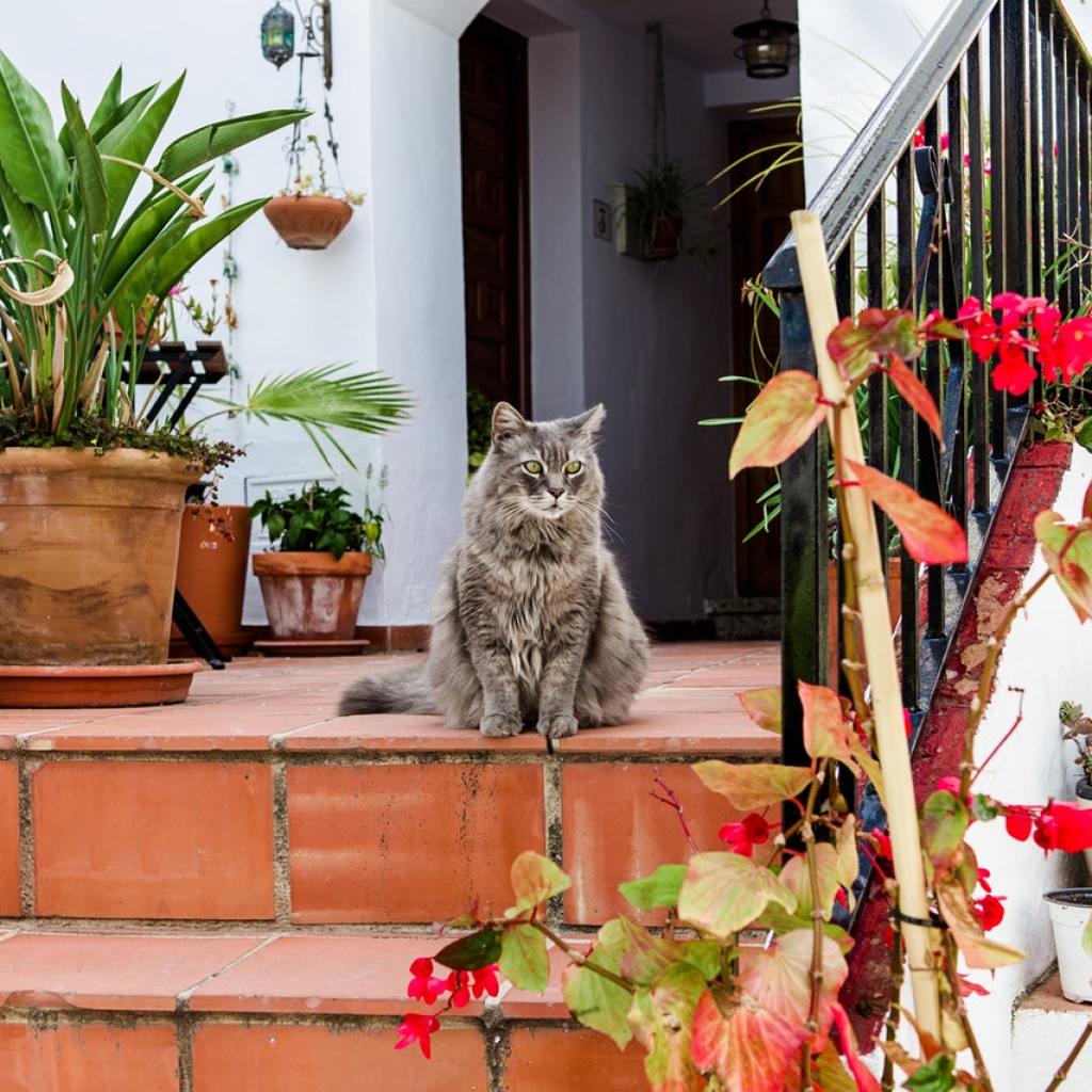 A gray cat sitting outside on a staircase surrounded by plants.