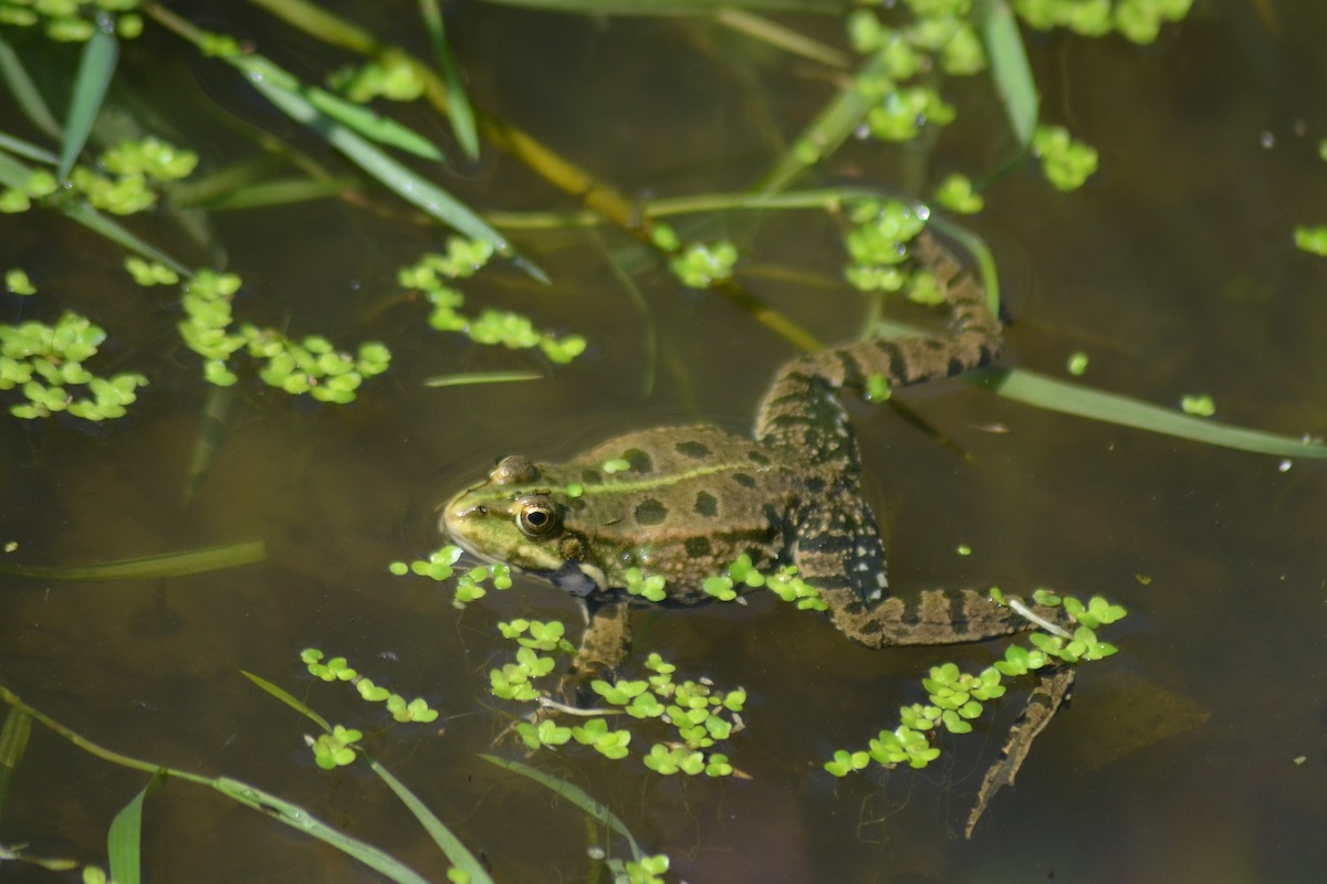 Green frog swims in pond