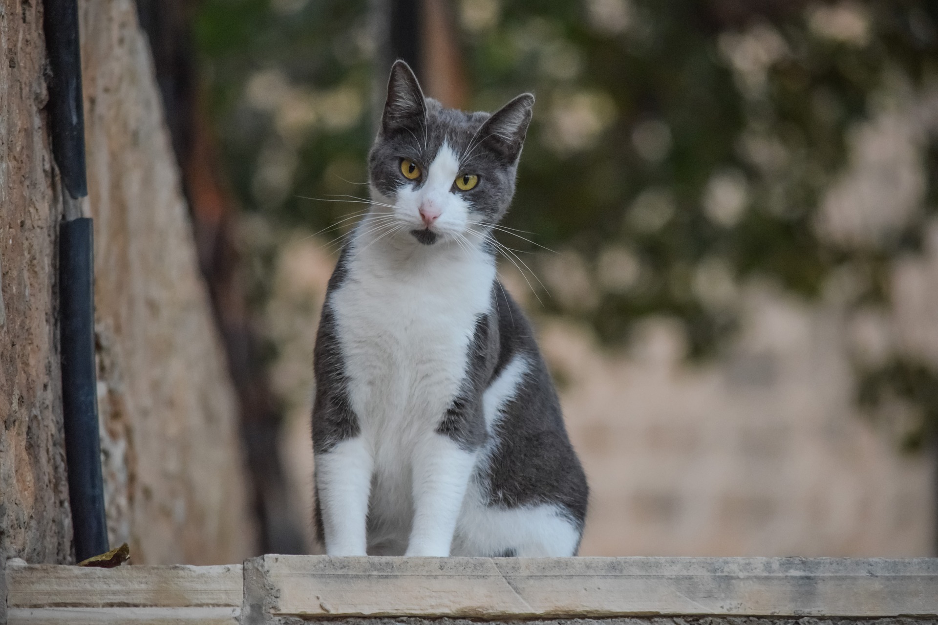 Grey and white cat sitting outdoors