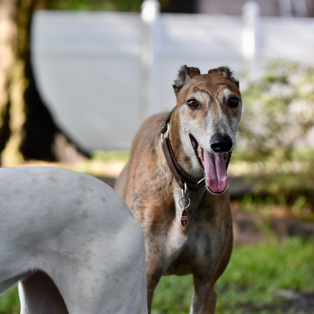 Two greyhounds outside in a fenced-in yard