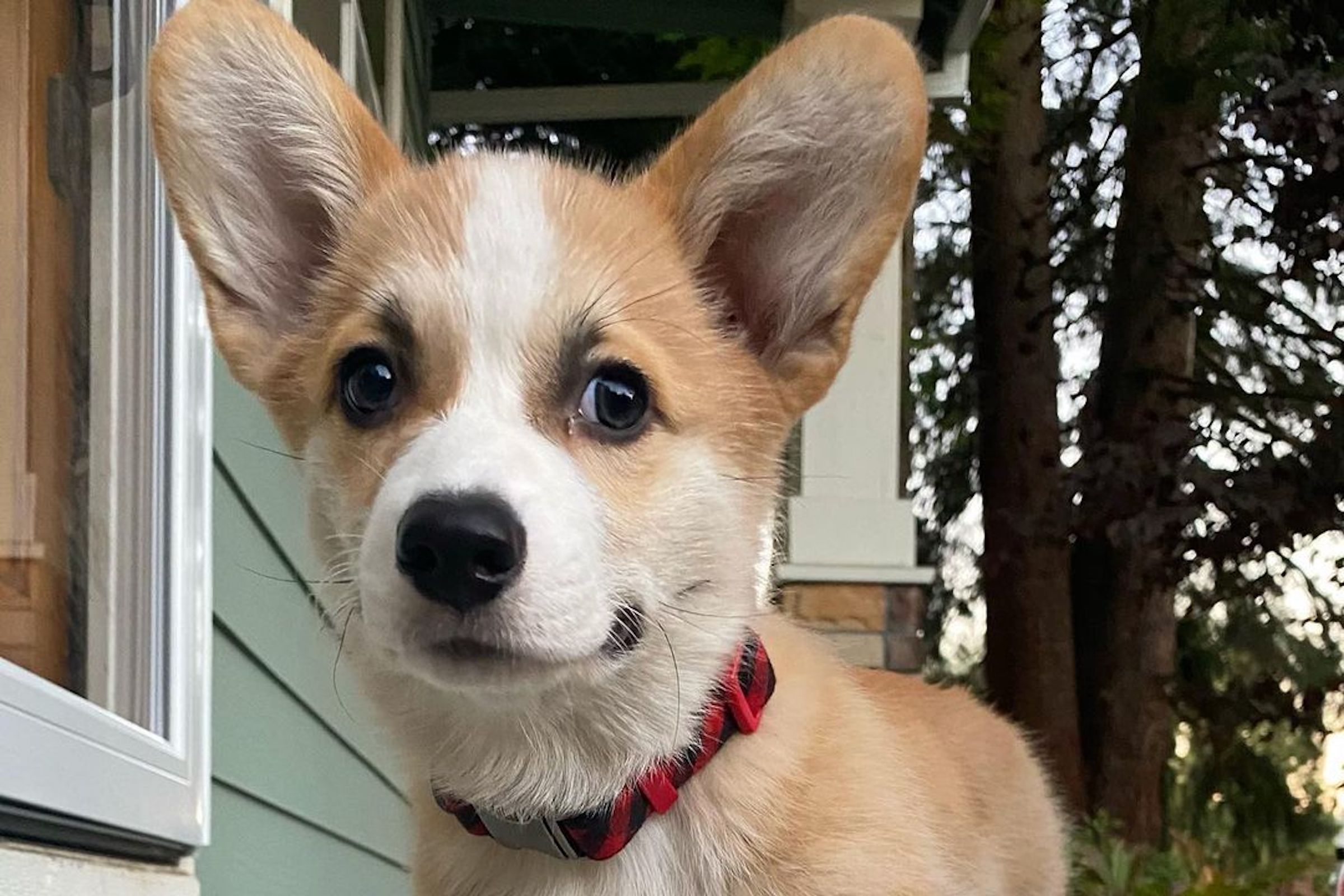 a pembroke welsh corgi puppy looks at the camera