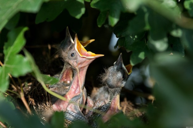 Why Do Birds Sing So Early in the Morning? - Wild Birds Unlimited