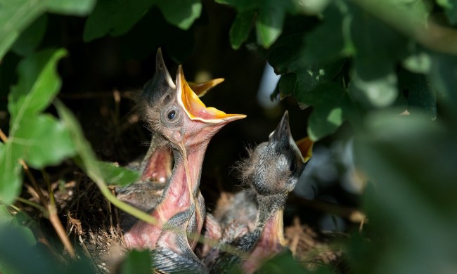 Hatchlings in a nest begs for food