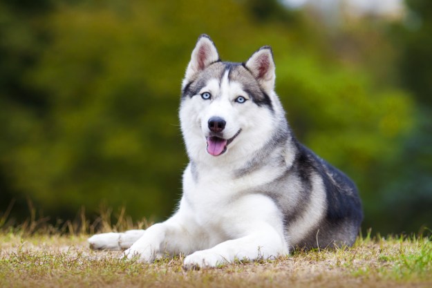 A Siberian husky lying outdoors in the grass