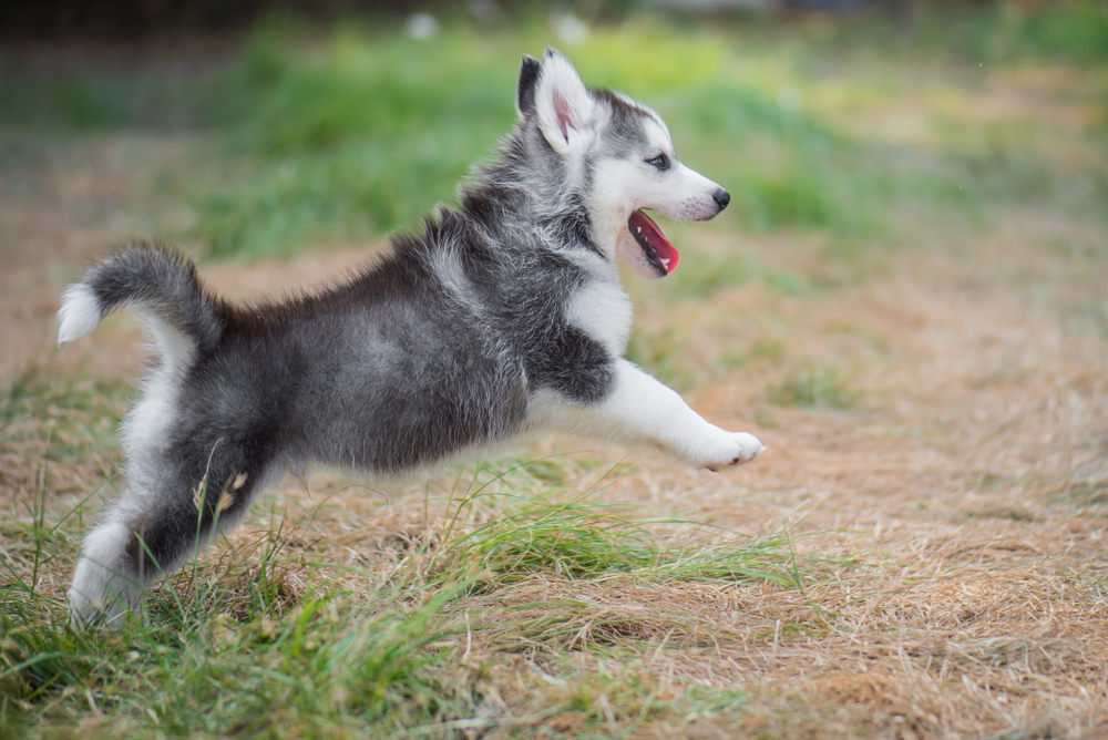 These 6 easy husky training tips work the first time | PawTracks