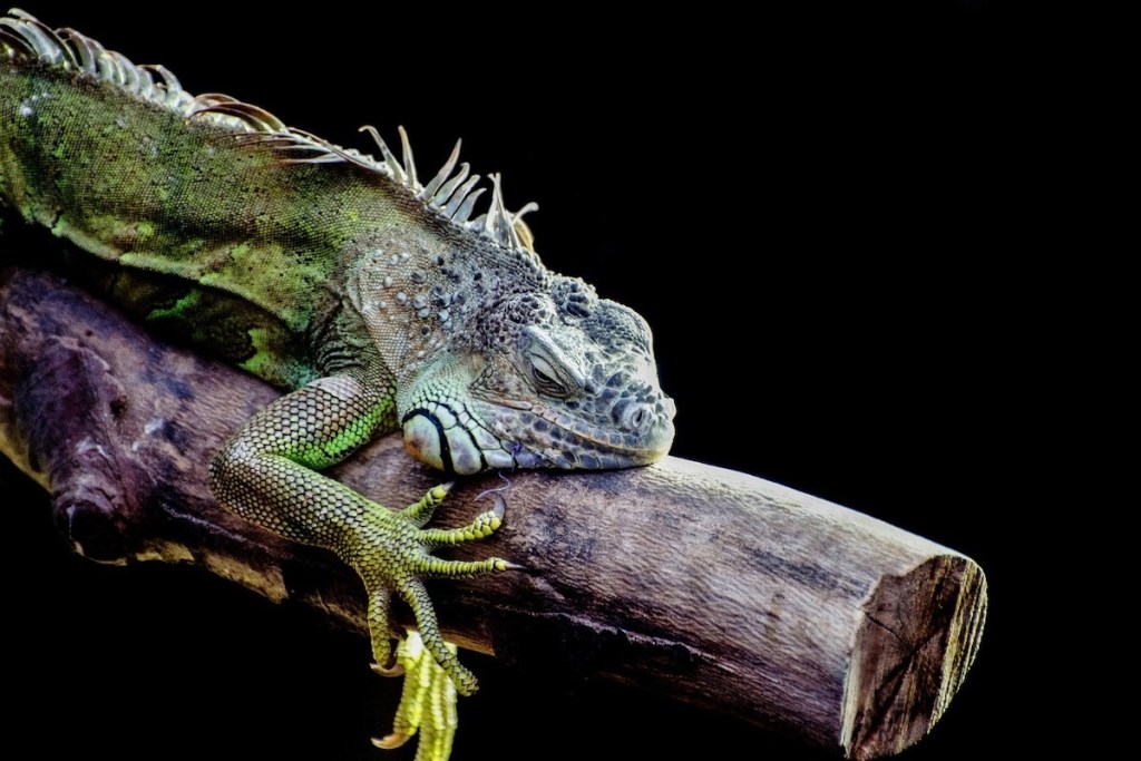 Iguana ramiai ilsisi ant rąsto