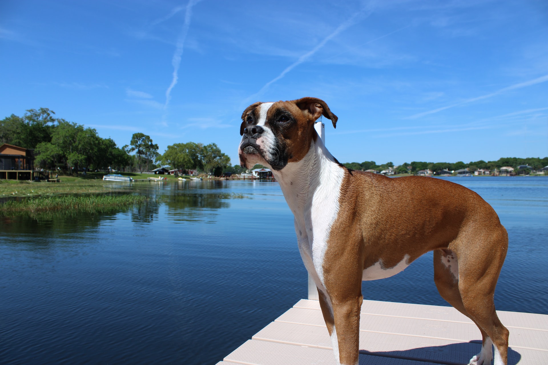 boxer on pier beside blue water