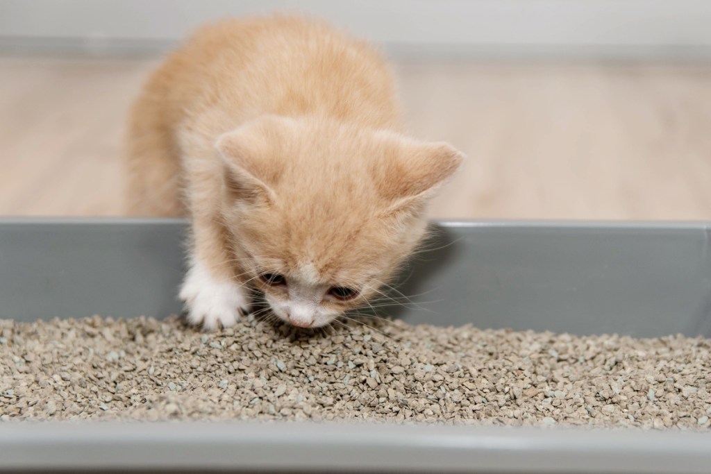 Orange kitten climbing into a litter box