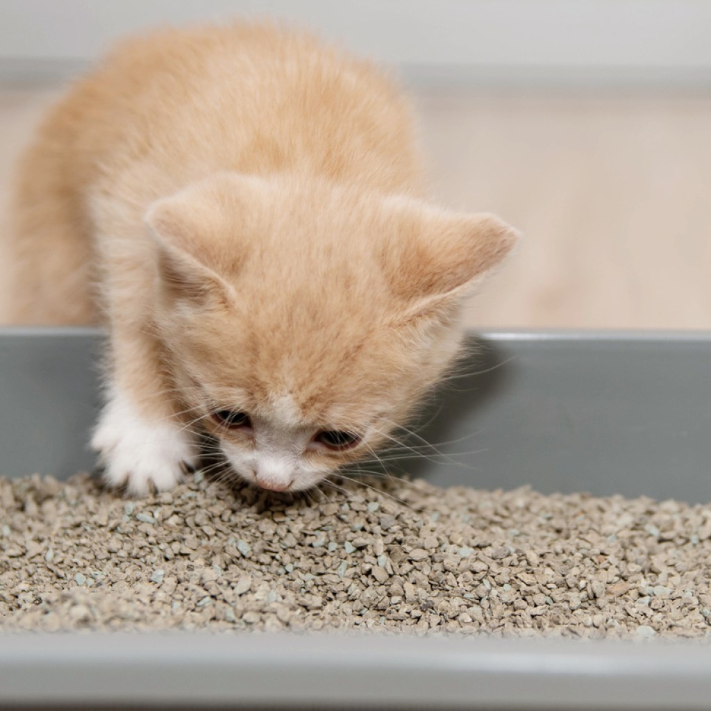 Orange kitten climbing into a litter box