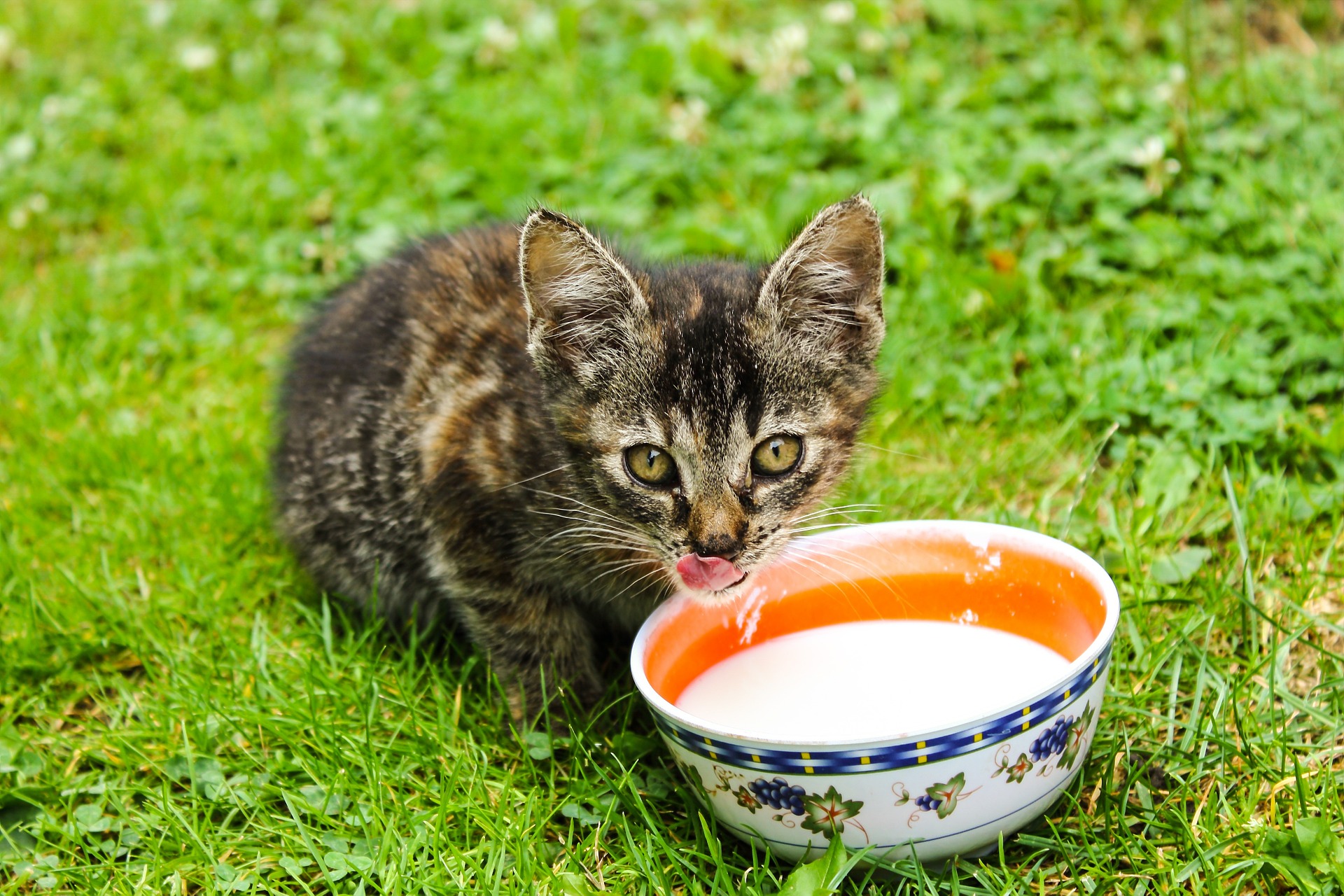 Older kitten in a yard drinking out of a bowl of milk