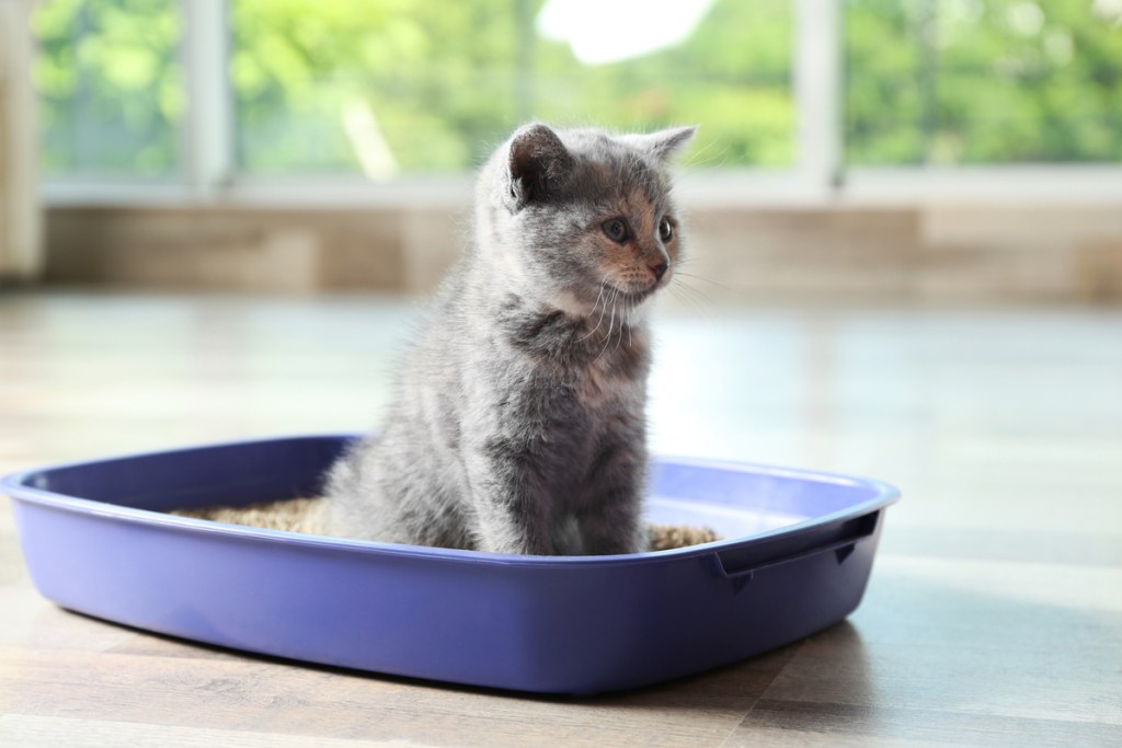 Kitten sitting in a purple litter box