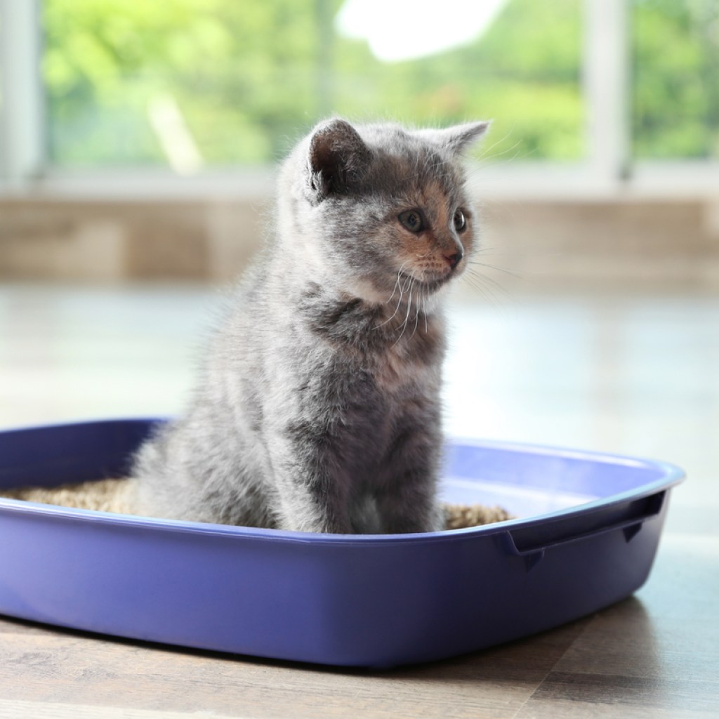 Kitten sitting in a purple litter box