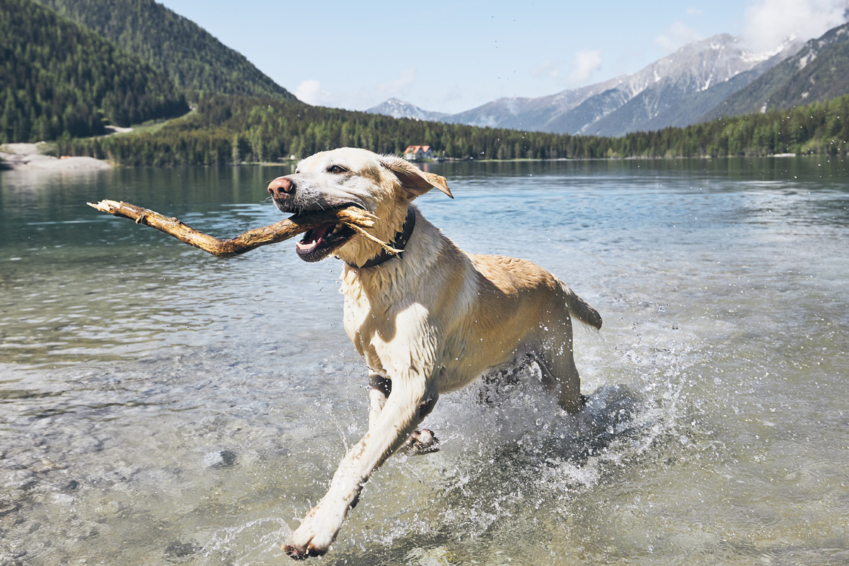 A Labrador retriever fetching stick from water.