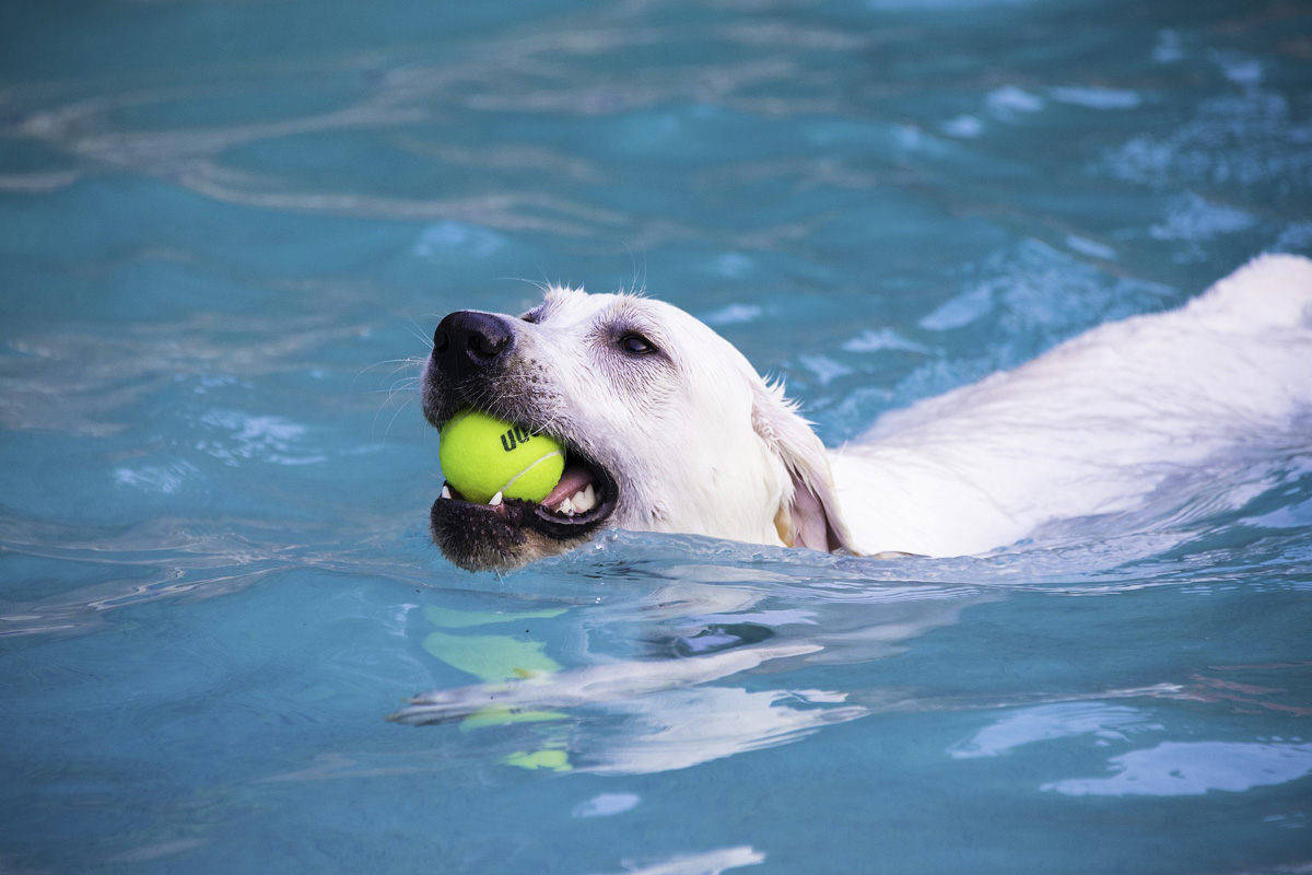 Labrador swimming with ball.
